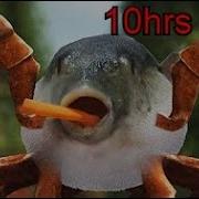 Pufferfish Rave 10 Hours