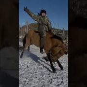 Өте Асау Ат About Horses