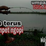 Umpan Jitu Mancing Ikan Nila Liar Accurate Bait Fishing Wild Tilapia