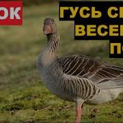 Весенний Призыв Гусей