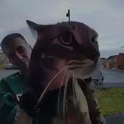 Котик Мяукает На Камеру