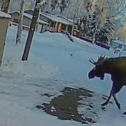 Животные Против Человека Что Скай Топ
