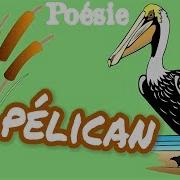 Le Pelican