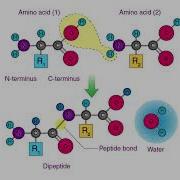 Peptide Protocol