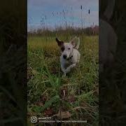 Когда Человек Заводит Себе Собаку