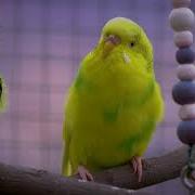 Budgie