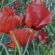 Мухаммад Йусуф Лола Кизгалдок