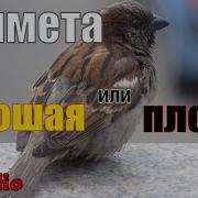 Мне В Окно Залетела Птица
