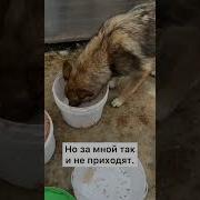 До Слёз Не Бросайте Животных Они В Вас Верят Кошка Беспородная