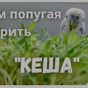 Учим Попугая По Имени Кеша Говорить Видеоурок 3 Кеша Привет