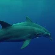 Deep Underwater Расслабляющая Музыка Для Сна В Подводном Раю