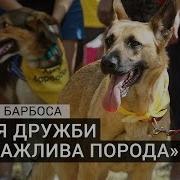 Для Дружби Не Важлива Порода Кубок Барбоса