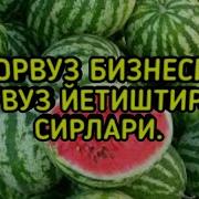 Торвуз Бизнес Торвуз Етиштириш