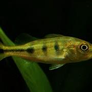 Baby Peacock Bass Feeding