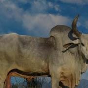 Zebu