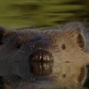 Beavers