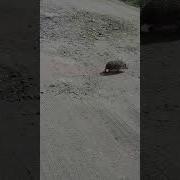 Вышел Ёжик Из Тумана Вынул Ножик Из Кармана