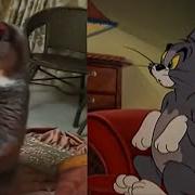 Tom And Jerry In Real Life