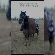 Kobra Ot