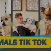 Смешные И Милые Животные Тик Ток 2019 Funny And Cute Animals Compilation Tik Tok