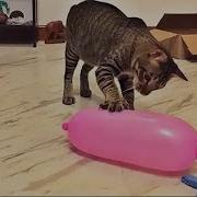 Мемный Кот