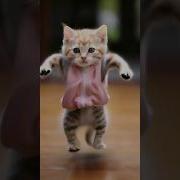 Cat Meow Tik Tok Dance