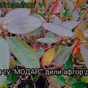 Дур Аз Модар