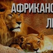 Интересные Факты Африканский Лев