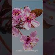 Красивая Музыка Для Души И Сердца Сергей Грищук