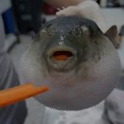 Pufferfish Eats Carrot And Dreams About Giorno Giovanna