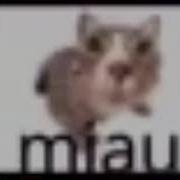 Miau Meme