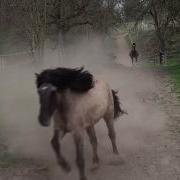 Pony Weide