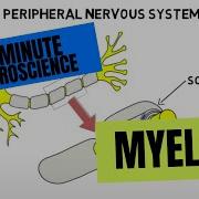 Myelin Sheath