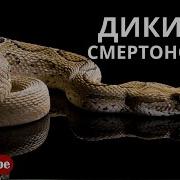 Самые Опасные Змеи В Мире National Geographic Hd