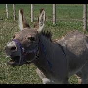 Donkey Sounds Hd