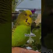 Ожереловый Попугай Говорит Ringneck Parrot Talks