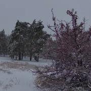 Футаж Зимний Сосновый Лес Снегопад Footage