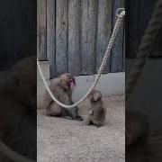 Мама Смотри Как Я Умею