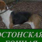 Эстонская Гончая Полезно Знать