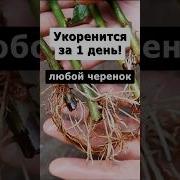Всё Что Нужно Мне На Суше И Воде