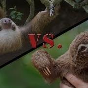 Two Toed Sloths