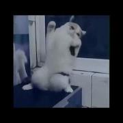 Cat Dancing On Despacito Funny Cats