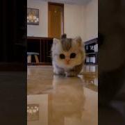 Клип Про Милых Котиков