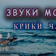 Шум Моря Крики Чаек И Гудок Теплохода