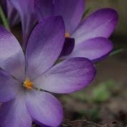 Peaceful Relaxing Instrumental Music Quiet Nature Music New Life In Spring By Tim Janis