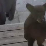 Сова Выходи Медведь Пришел