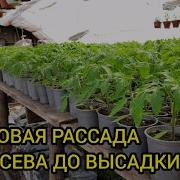 Как Вырастить Хорошую Рассаду Томатов