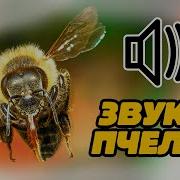 Звук Пчёлы Как Жужжат