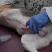 How To Place A Canine Urinary Catheter