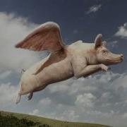 Flying Pigs Are Real